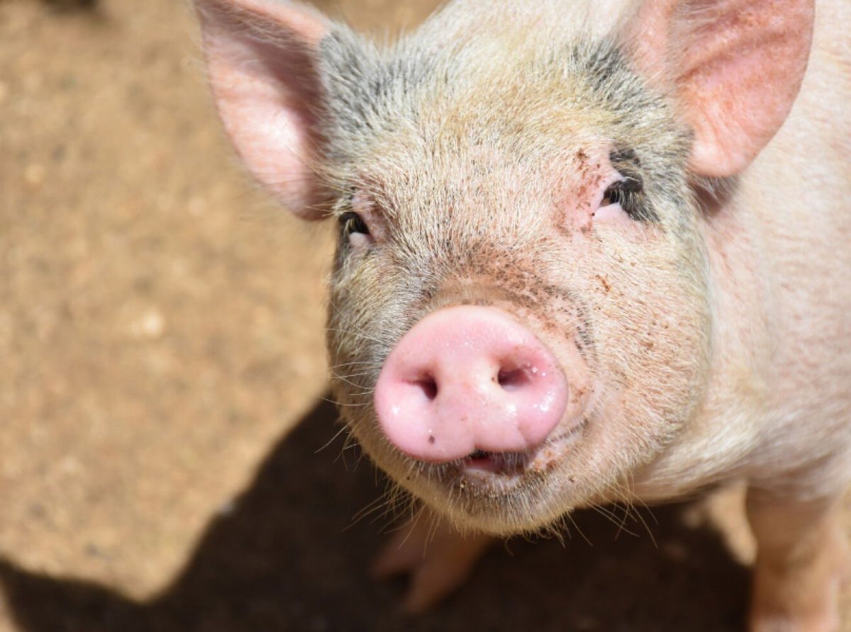 Фото: https://ru.freepik.com/free-photo/